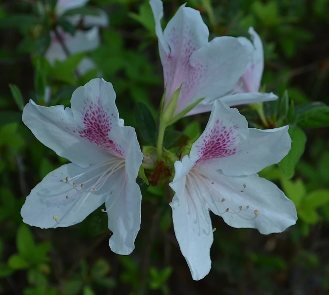 pink and white flowers are blooming together in the garden