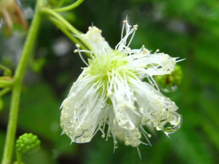 the white flower is dying, but still in bloom