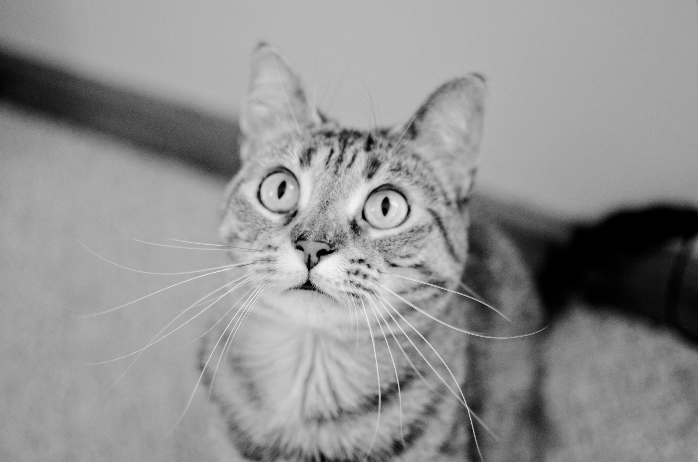 a cat looks at the camera while sitting on a bed