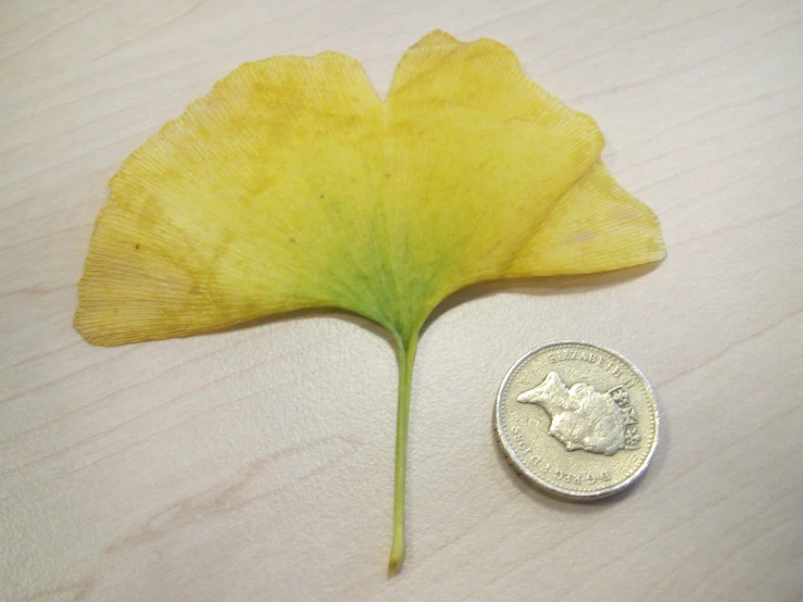 a yellow flower next to a dime