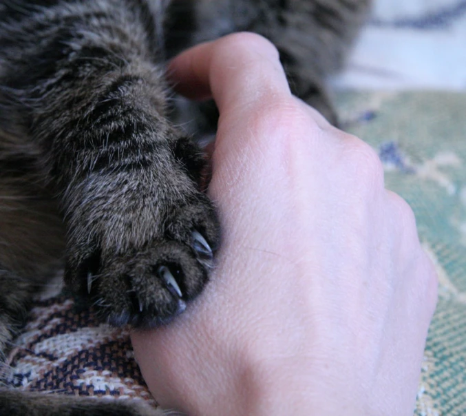 the person is holding a cat's paw out in front of it