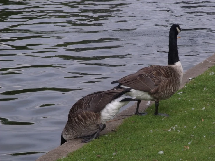 two geese standing by the side of the water