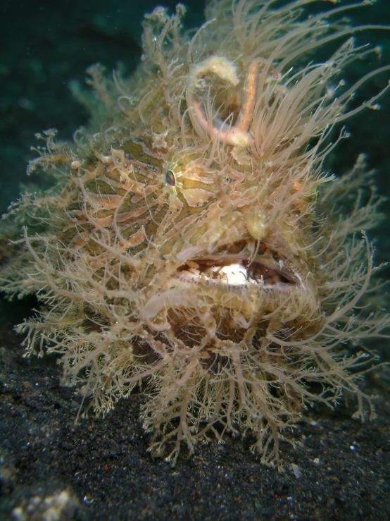 a white coral with some sort of strange looking hair