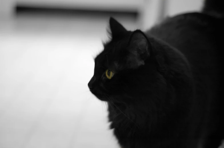 a black cat standing on the floor looking at soing