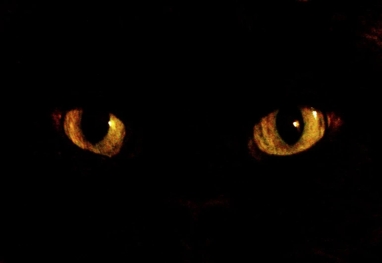 a cat is lit by the dark night