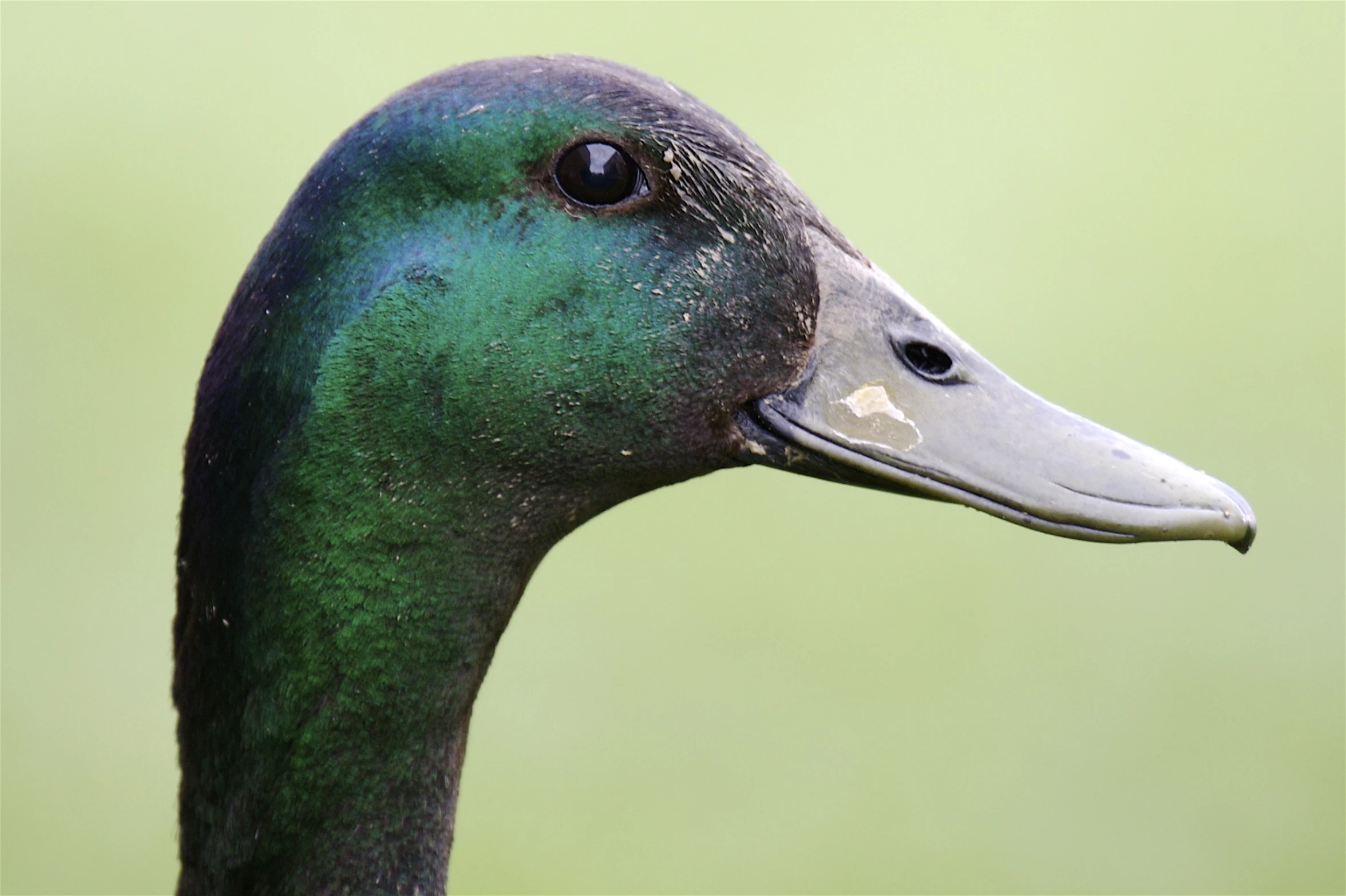 close up image of the side of a duck with a green background