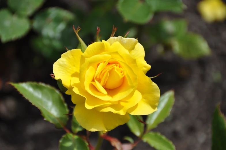 a single yellow rose is blooming on the bush