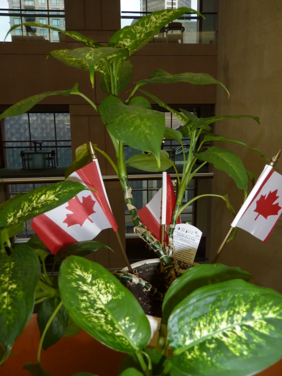 some flag is displayed near a green plant