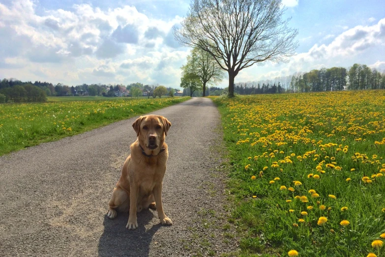 a brown dog sitting on a road next to a green field