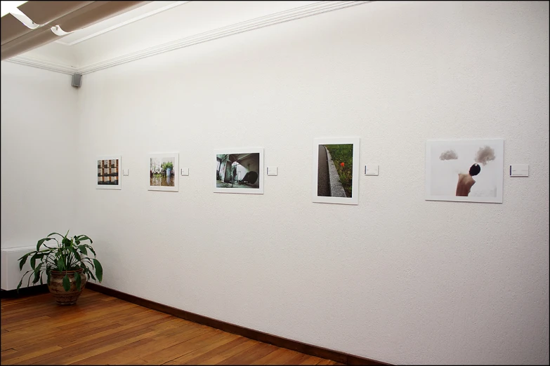 a white wall with pictures on it and a plant