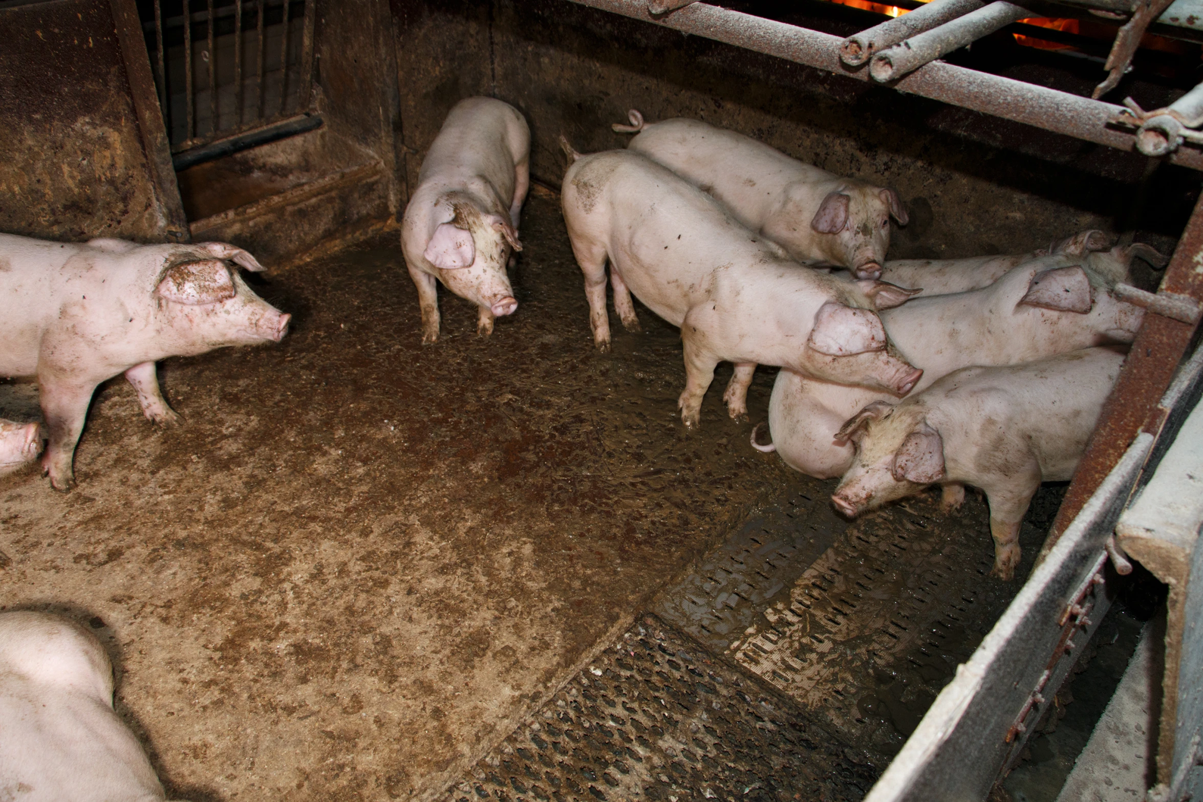 the young pigs are being milked in their stall