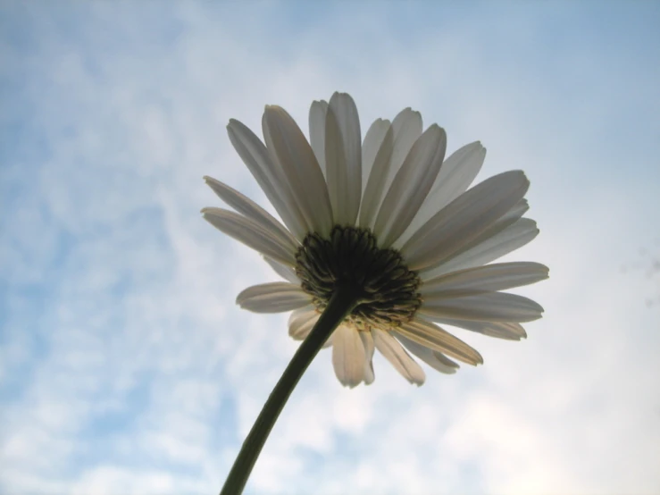 a white flower against the blue sky and clouds