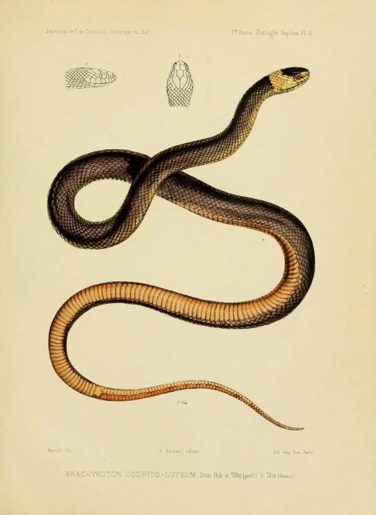 an illustration of a snake and its long, sharp, curled body