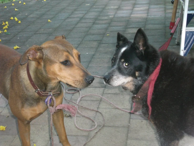 two dogs standing outside on leashes in their mouth