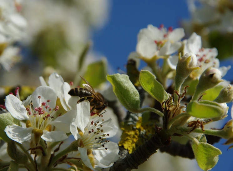 a bee is sitting on the small white flowers