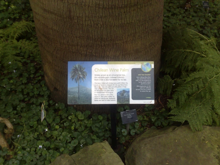 a close up of a sign near a tree