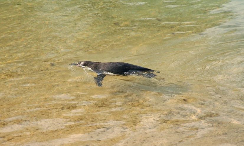 a black bird floating in water and moving forward