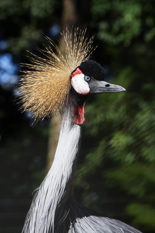 a very pretty bird with a weird head