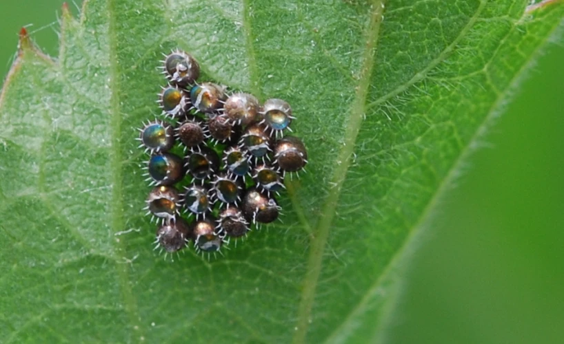 four flies resting on top of a green leaf