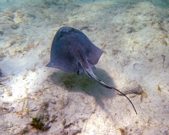 an image of a sting fish in the ocean