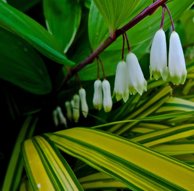 a flower is sitting among the green leaves