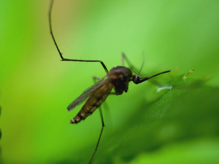 an insect is standing on a green leaf