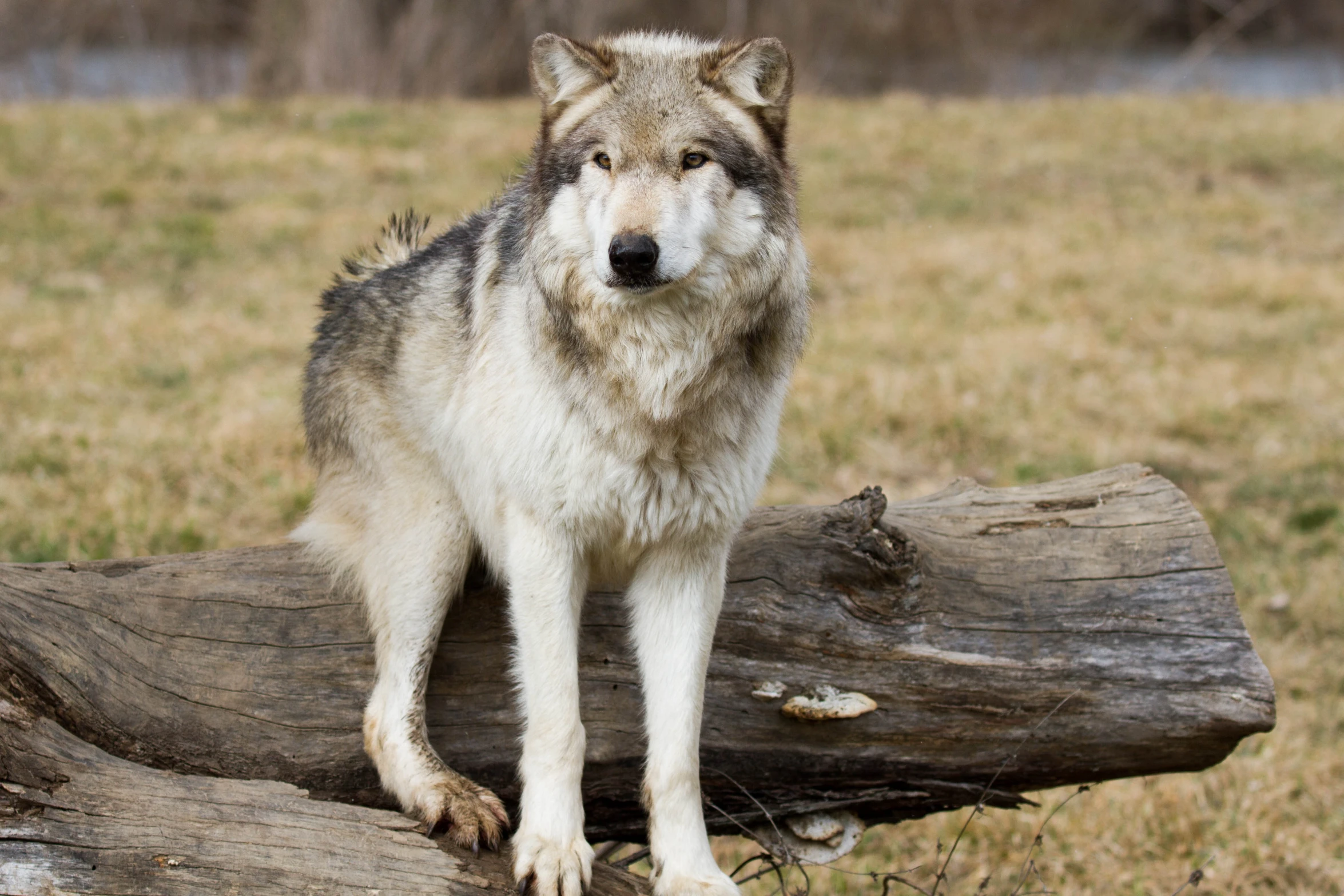 an up close picture of a grey wolf on a log