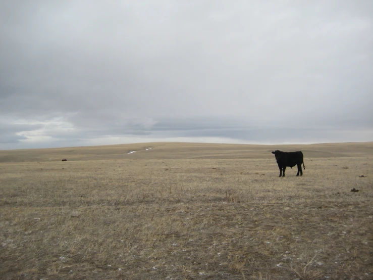 a single cow standing in a large open field