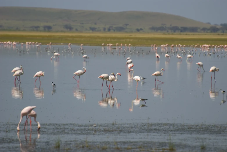 flamingos are standing in shallow water and looking at the food