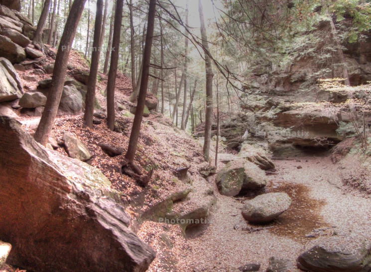 small stream flowing through an open, misty forest