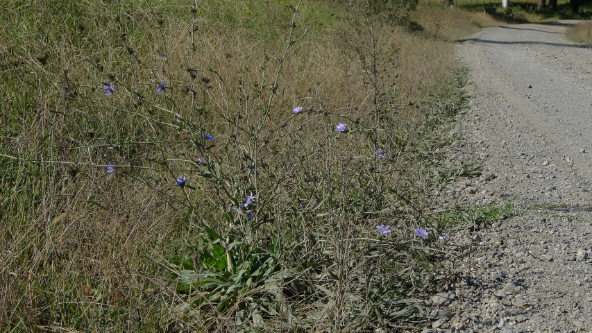 purple flowers growing out of the ground on the side of a road