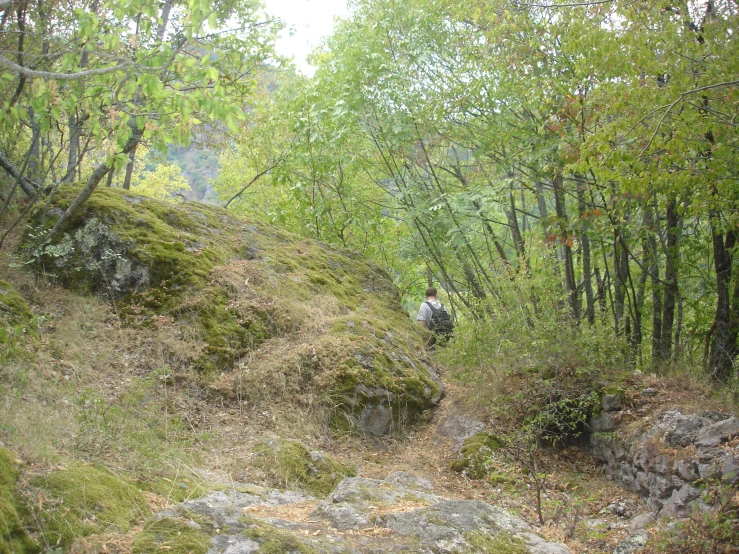 the biker is moving down the trail near the woods