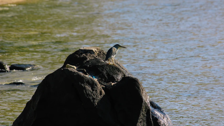 two birds sitting on large rocks next to some water