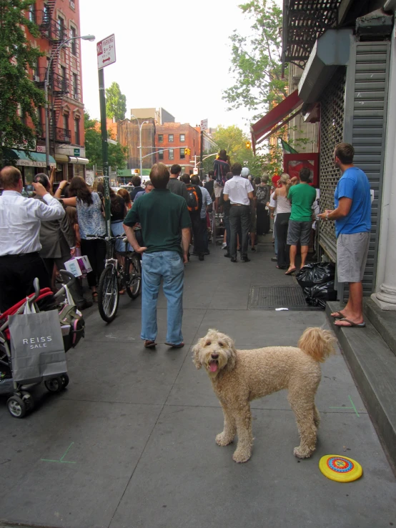 there is a very cute white dog that is standing by itself