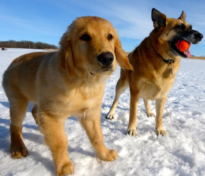 two dogs stand side by side in the snow