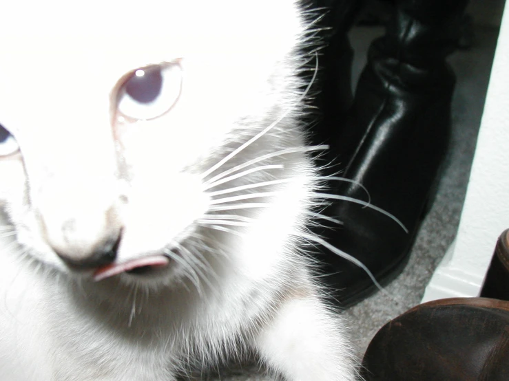 an up close picture of a kitten with wide eyes