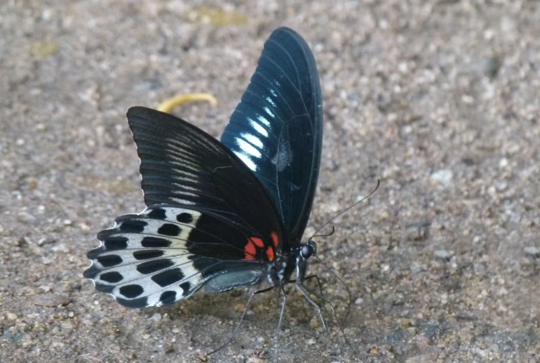 a black and red erfly sitting on top of dirt