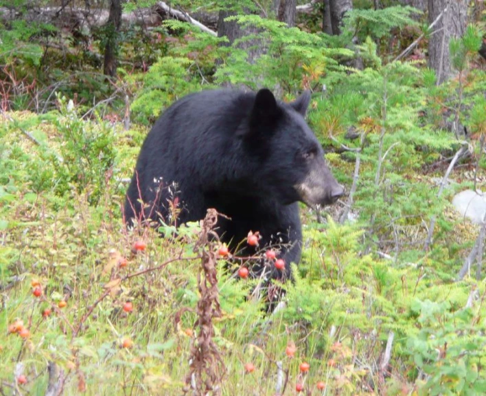 a bear stands in the middle of the brush, surrounded by pine trees