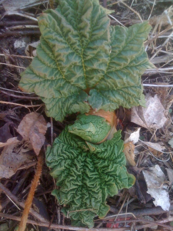 a leafy plant has green leaves on it