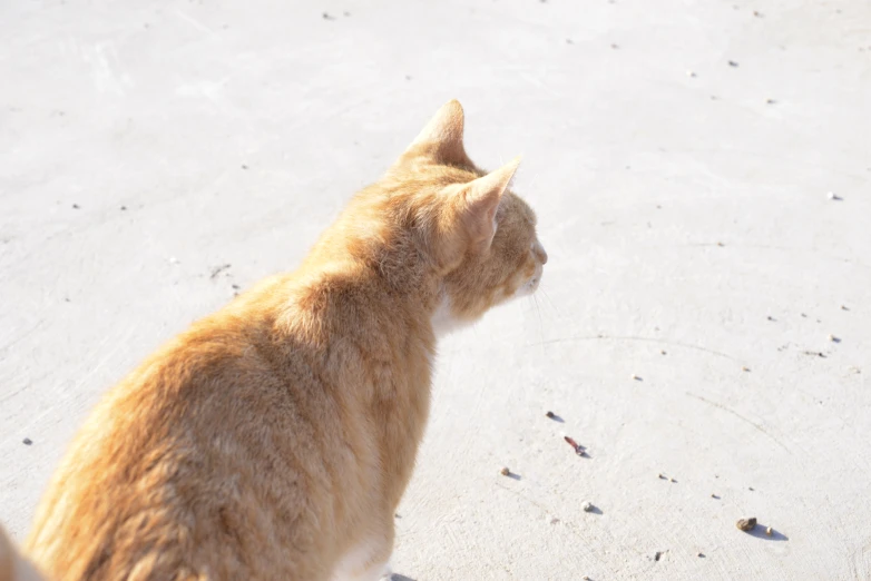 an orange cat is walking on a white surface