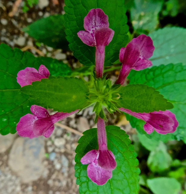 a purple flower is growing in the dirt