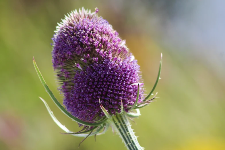 a plant that is very pretty with purple petals