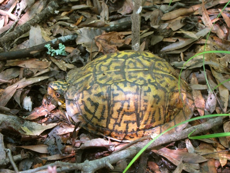 a turtle laying on top of some dry leaves