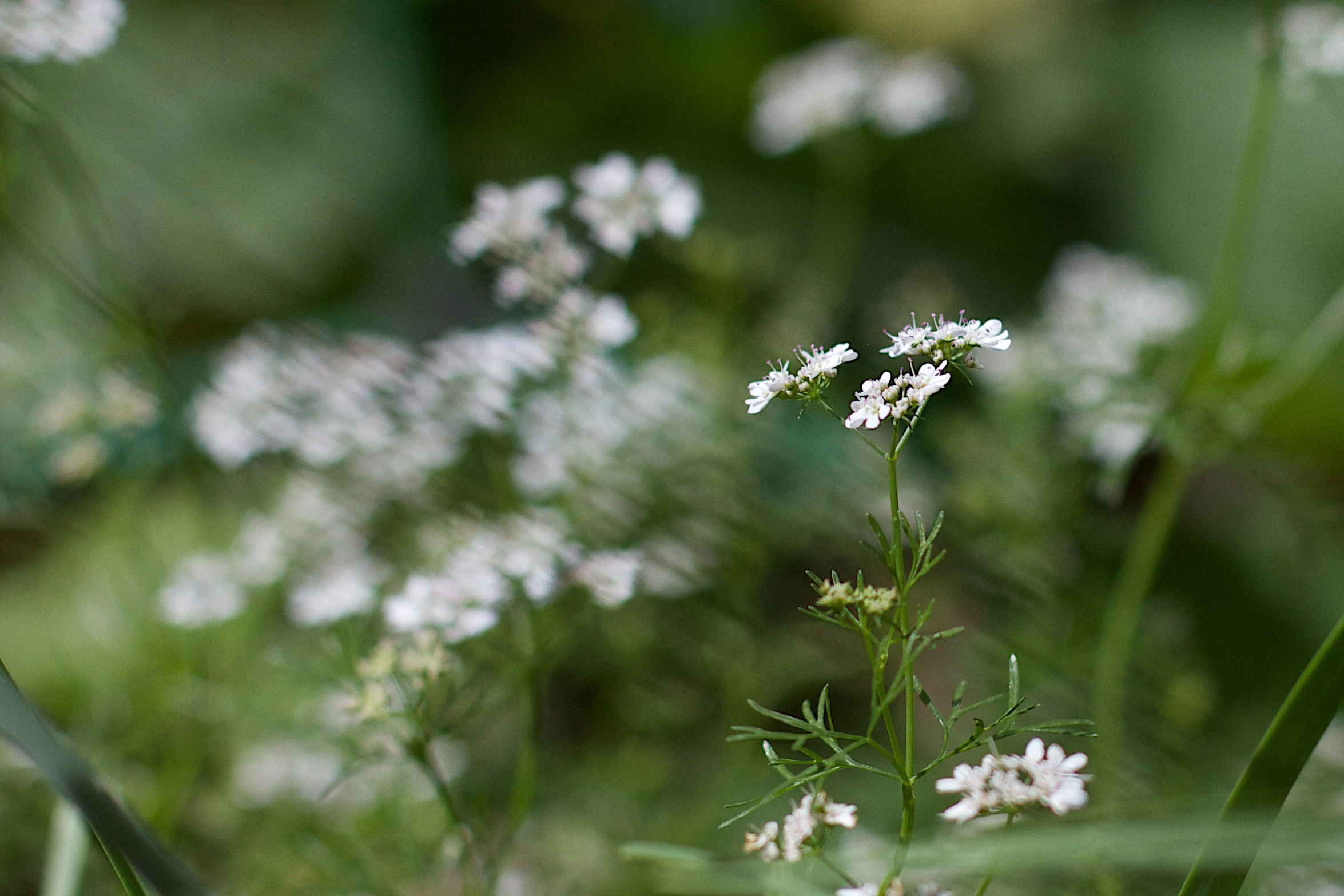 a small white flower grows among the tall grass