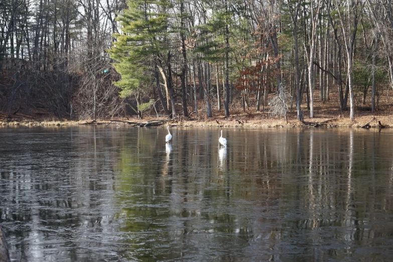 the swans are standing on a lake looking for food