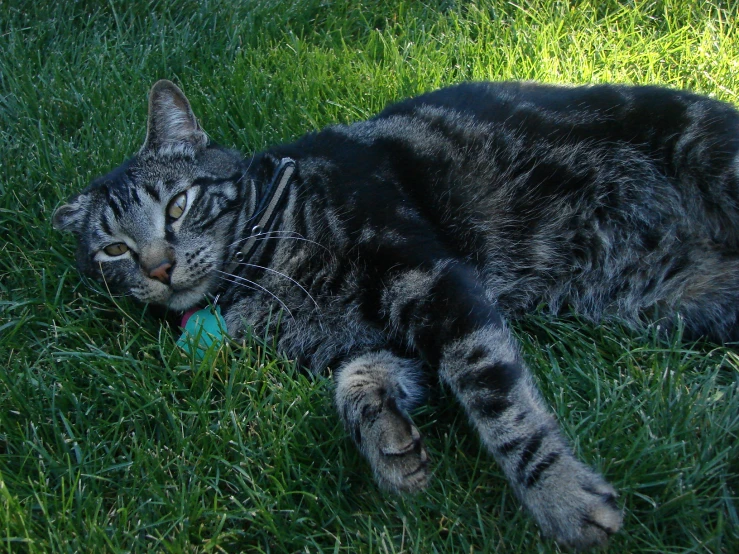 a cat laying on top of a lush green field