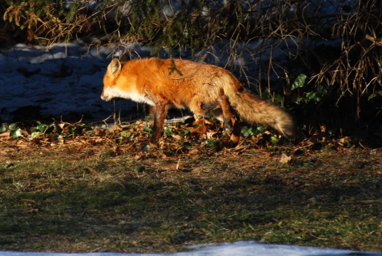 a fox with long tail walking across the grass