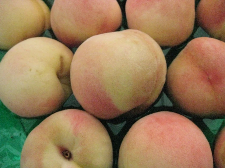 a group of peaches sitting together in front of the camera