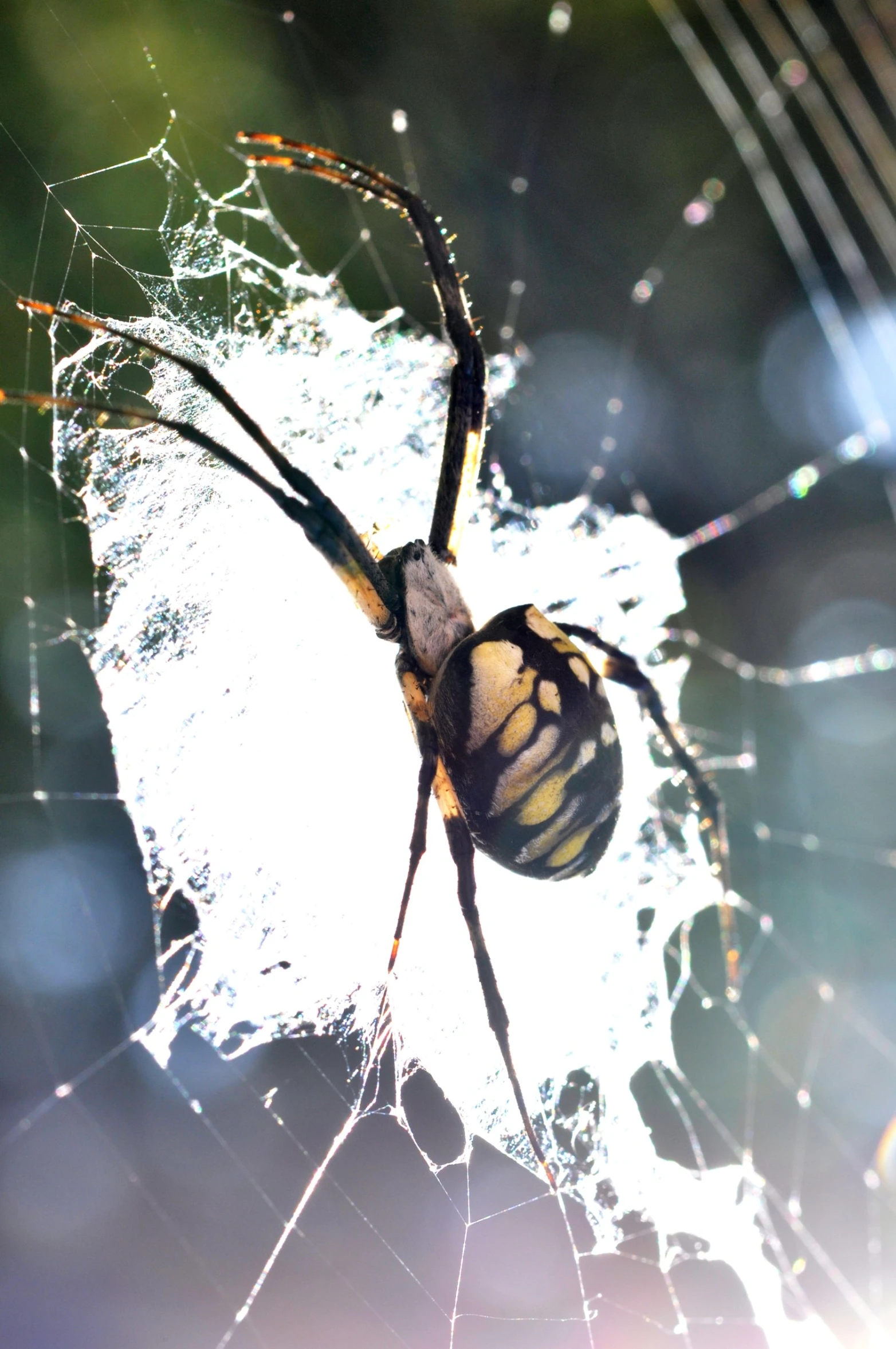 a large spider weaving in the center of its web