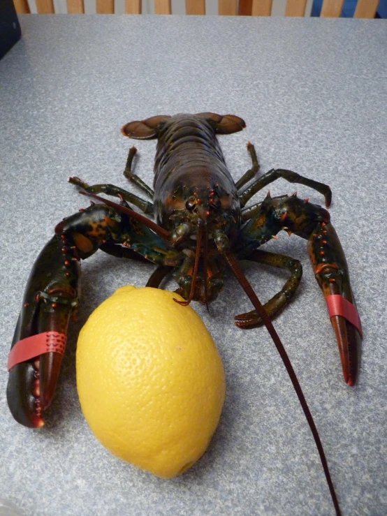 lobster with mouth open sitting next to a lemon